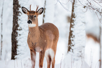 A four point buck approaches from teh snow-covered woods in mid-January near Hartford, Wisconsin