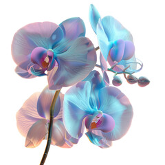 Close-up of a stunning blue phalaenopsis orchid on a transparent background
