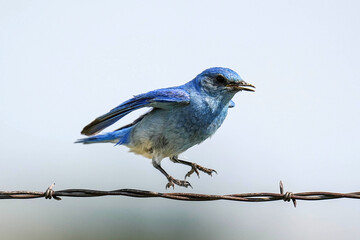 Mountain Bluebird - Colorado