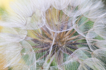 Pusteblume, Wiesenbart