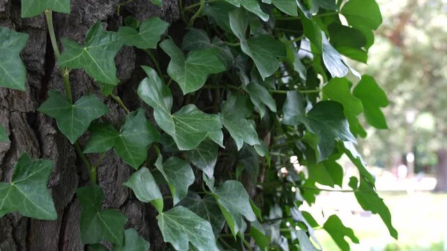 Green ivy hedera plant on tree in park on sunny day. Beautiful green background. High quality 4k footage