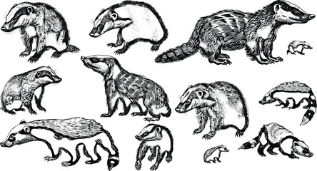 Honey badger set illustration ink sketch