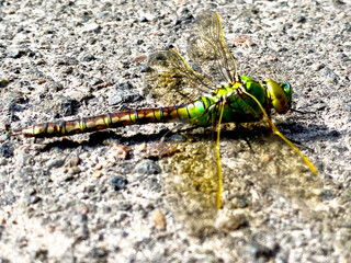 green dragonfly with yellow wings