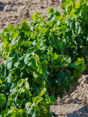 parral, a plant that harvests grapes, in this case for wine, in summer, waiting for its fruit to...