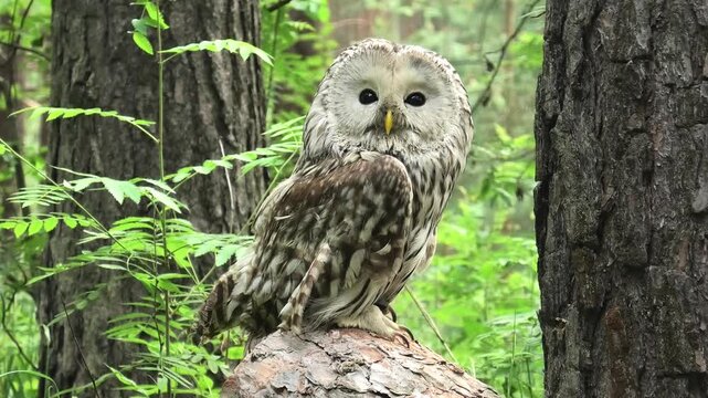 Ural owl in a summer forest (Strix uralensis)
