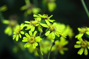 日本的な奥ゆかしい花