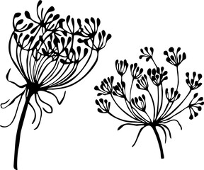 Vector wild herbs hand-drawn on a white background. Sprigs of dill or fennel. Grass silhouettes for prints, logos, tattoos, embroidery, badges, stickers.
