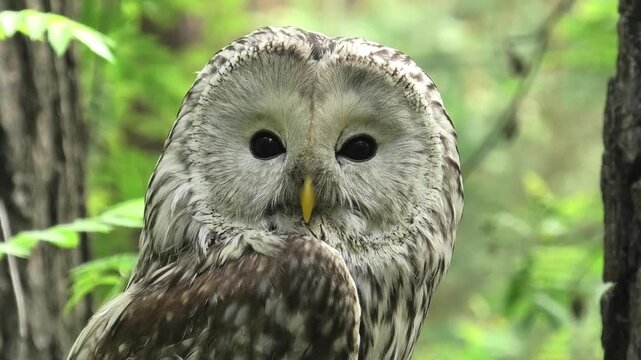 Ural owl in a summer forest (Strix uralensis)