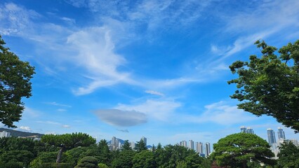 Obraz premium trees and sky