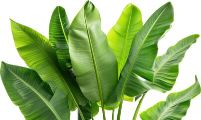Banana leaf isolated on transparent background. PNG