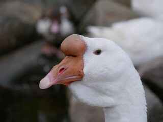 Portrait of an adult white goose on a cloudy autumn day. A large waterfowl against the background of a forest and a country pond.