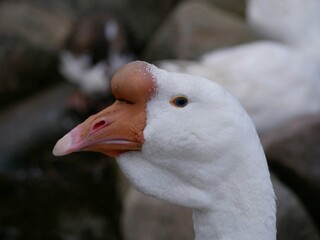 Portrait of an adult white goose on a cloudy autumn day. A large waterfowl against the background of a forest and a country pond.
