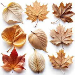 Obraz premium Collection of Autumn Leaves on White Background