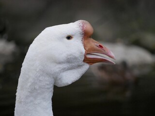 Portrait of an adult white goose on a cloudy autumn day. A large waterfowl against the background of a forest and a country pond.