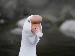 Portrait of an adult white goose on a cloudy autumn day. A large waterfowl against the background of a forest and a country pond.