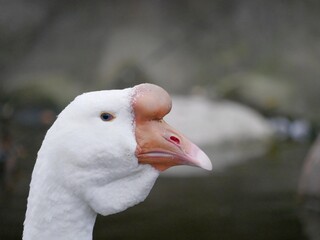 Portrait of an adult white goose on a cloudy autumn day. A large waterfowl against the background of a forest and a country pond.