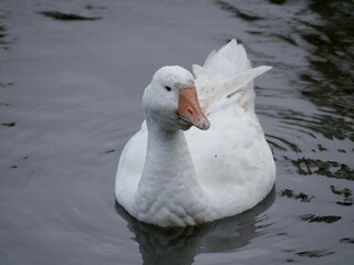 Portrait of an adult white goose on a cloudy autumn day. A large waterfowl against the background of a forest and a country pond.