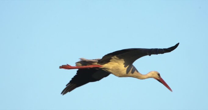 Two white storks flying in the morning sun, close up, slow motion