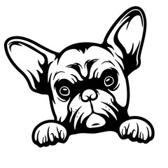 Peeking French Bulldog | Bulldog Puppy | Dog Breed | Friendly Pet | Fur Baby | Animal Life | French Bulldog | Frenchie | Original Illustration | Vector and Clipart | Cutfile and Stencil