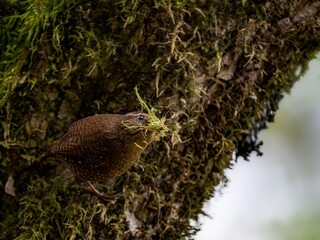 森の中で巣材を集めて口いっぱいにくわえているミソサザイ