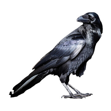 recommend clip art: crow standing isolated on transparent background
