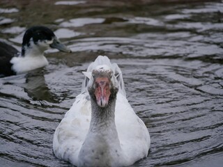 Portrait of an adult white goose on a cloudy autumn day. A large waterfowl against the background of a forest and a country pond.