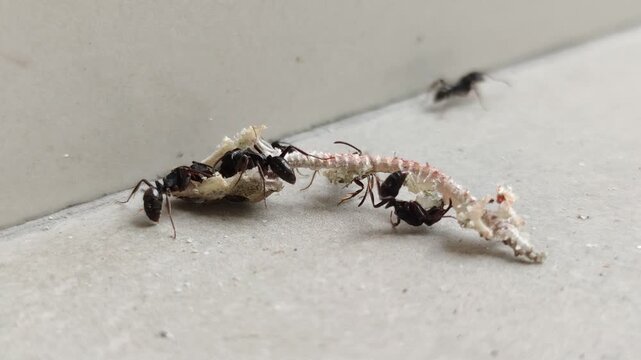 A swarm of ants diligently surrounds the remains of a lizard, stripping it down to bare bones with remarkable precision.