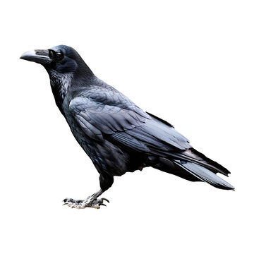 recommend clip art: crow standing isolated on transparent background