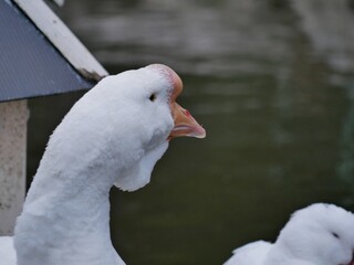 Portrait of an adult white goose on a cloudy autumn day. A large waterfowl against the background of a forest and a country pond.
