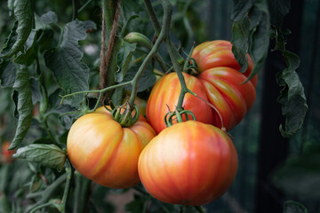 Tomatoes growing. Organic heirloom beefsteak tomatoes ripening on the plants outdoor in home garden