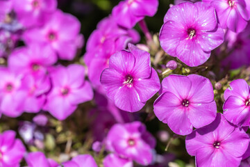 Obraz premium Garden purple phlox paniculata close-up. Flowers of bush phlox is low and high growing. Perennial herbaceous plant with straight stem of polemoniaceae family. Ornamental gardening herbaceous border.