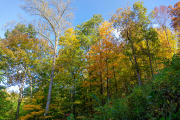 A close-up looking up at a of stand of trees in fall foliage, yellow, orange, green.