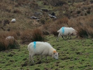 Naklejka premium Sheep, Ring of Kerry Ireland
