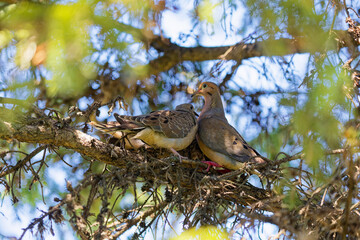 The mourning dove (Zenaida macroura). Bird known as the American mourning dove, the rain dove, and colloquially as the turtle dove, and was once known as the Carolina pigeon and Carolina turtledove