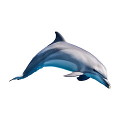dolphin leaping isolated on transparent background