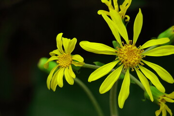 日本的な奥ゆかしい花