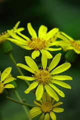 日本的な奥ゆかしい花