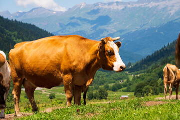 Fototapeta premium A red cow grazes in a herd on a high mountain meadow. Pasture and walking cattle in the mountains