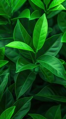 Fototapeta premium A Close-up Shot of a Digital identity tea leaves, diverse destiny-revealing dregs