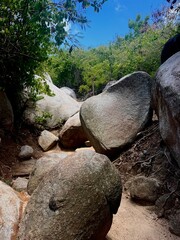 Fototapeta premium rocks in the forest