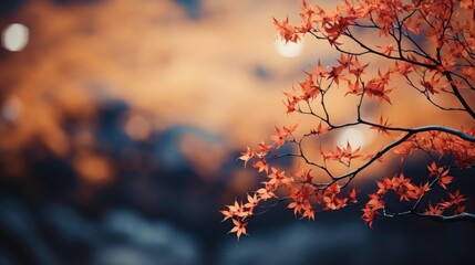 sunset in the forest