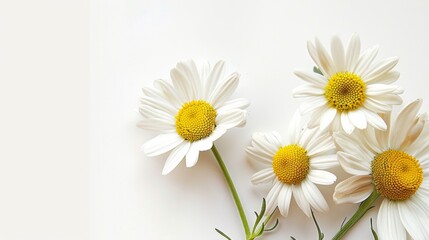 Fototapeta premium flower nature garden botany daisy bloom a blank white background