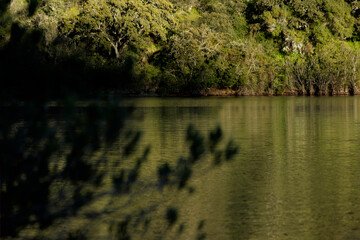 green landscape of lake and plants