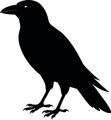 A black crow is standing on a white background