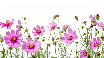 Obraz premium pink flower nature garden botany daisy bloom a blank white background