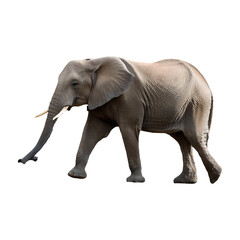 Obraz premium elephant walking isolated on transparent background