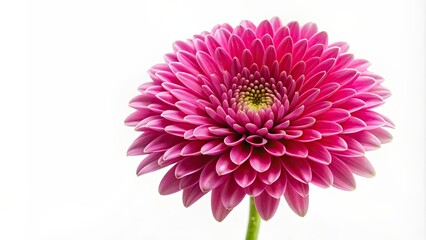 Bright pink flower isolated on a white background, bloom, petal, vibrant, nature, botanical, single, blossom, close-up, beauty