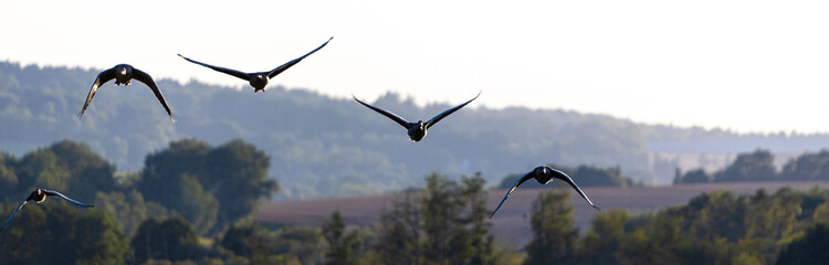 migratory birds over the landscape panorama
