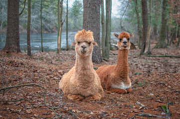 Two Alpacas