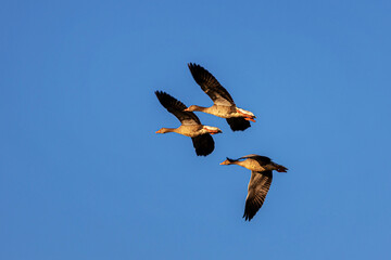 wild geese mid flight in the sky